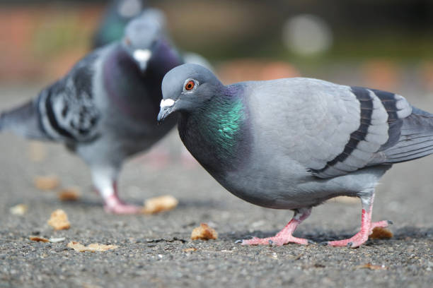 Bird Control